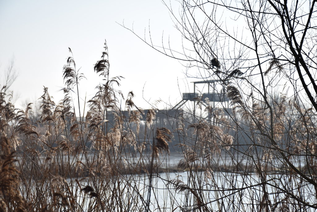 Vogelinsel im Winter
