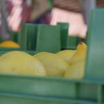 Zitronen am Markt in Gunzenhausen