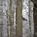 Fledermausfigur im Wald | Foto: Vera Held