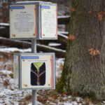 Erklärwürfel am Waldrand beim Walderlebnispfad "Klaus, die Fledermaus"
