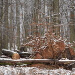 Umgestürzter Baum im Burgstallwald in Gunzenhausen | Foto: Vera Held